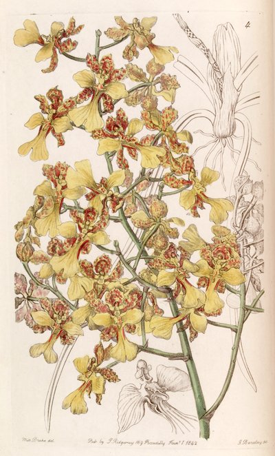 Oncidium cebolleta da Miss Drake